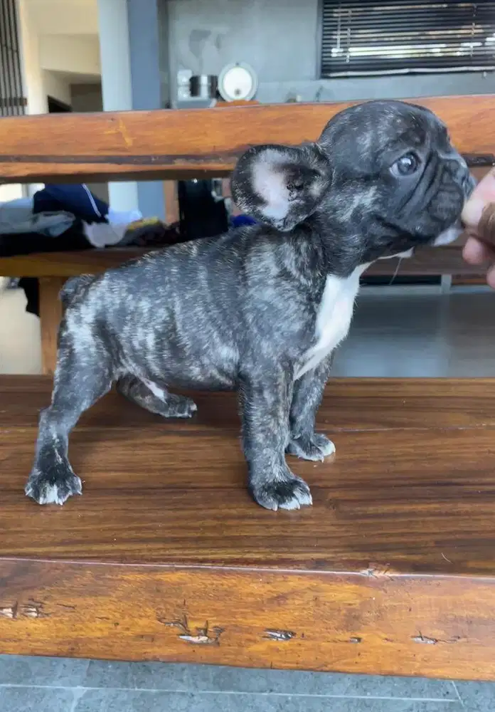french bulldog jantan