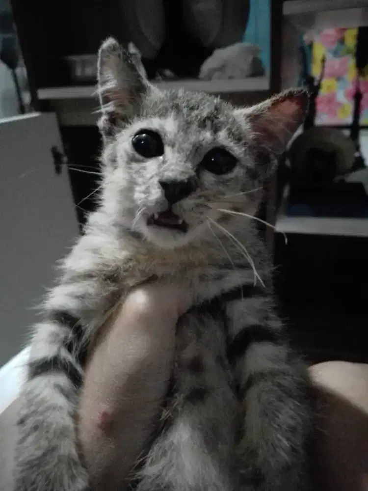 Dijual anak kucing kampung betina lucu sehat