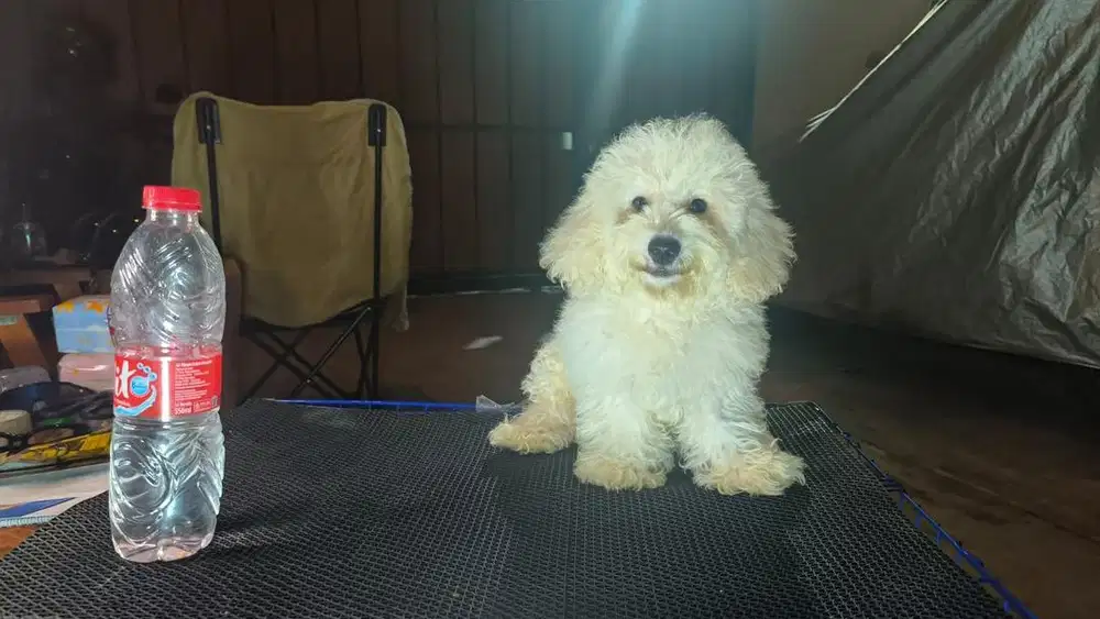 White toy poodle jantan poodle putih