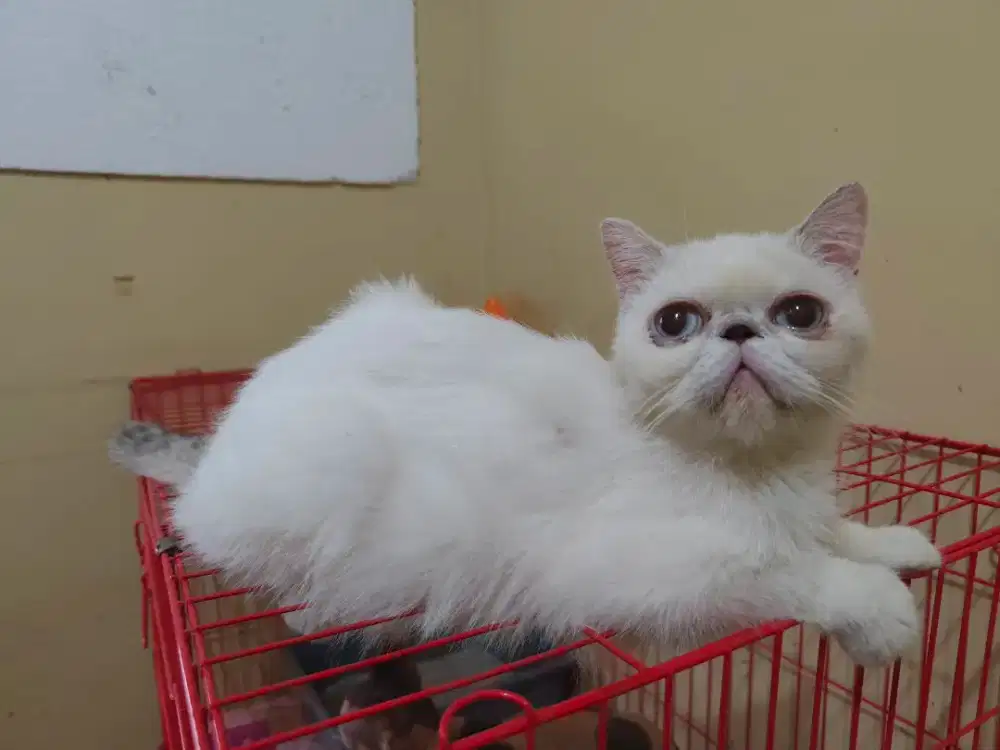 Kucing peaknose exo betina
