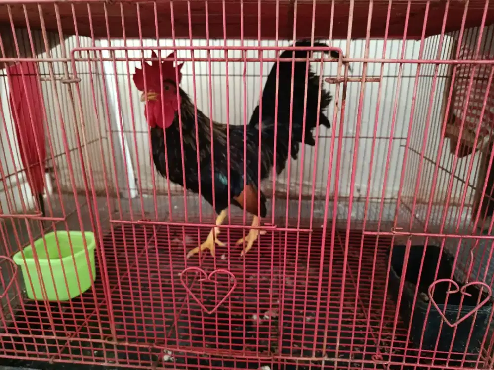Ayam Kate Bulu Hitam Terawat