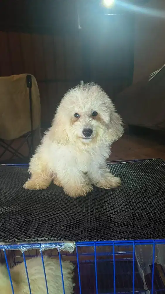 Poodle putih jantan