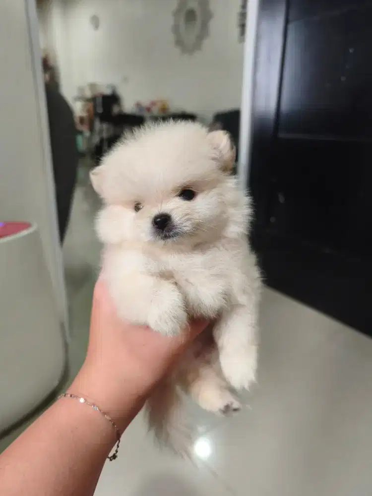 Pomeranian Jantan