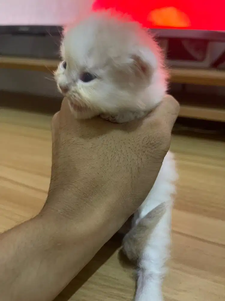 Jual Anakan Kucing Persia