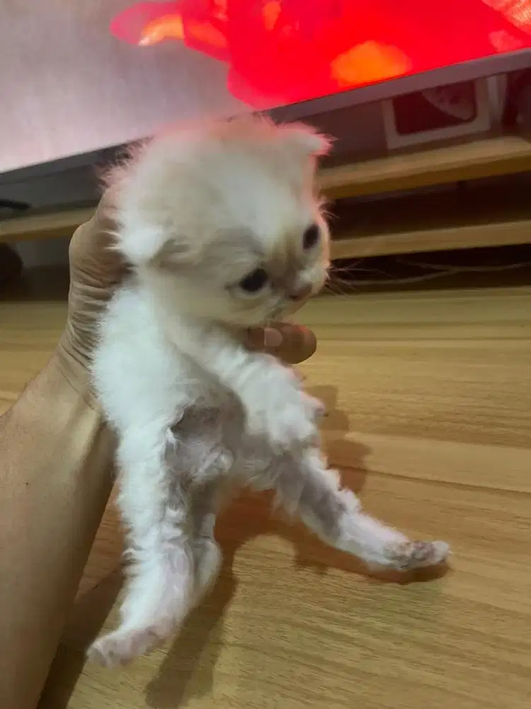 Jual Anakan Kucing Persia