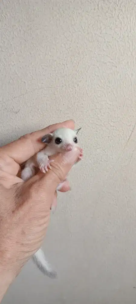 SUGAR GLIDER PLATINUM BETINA