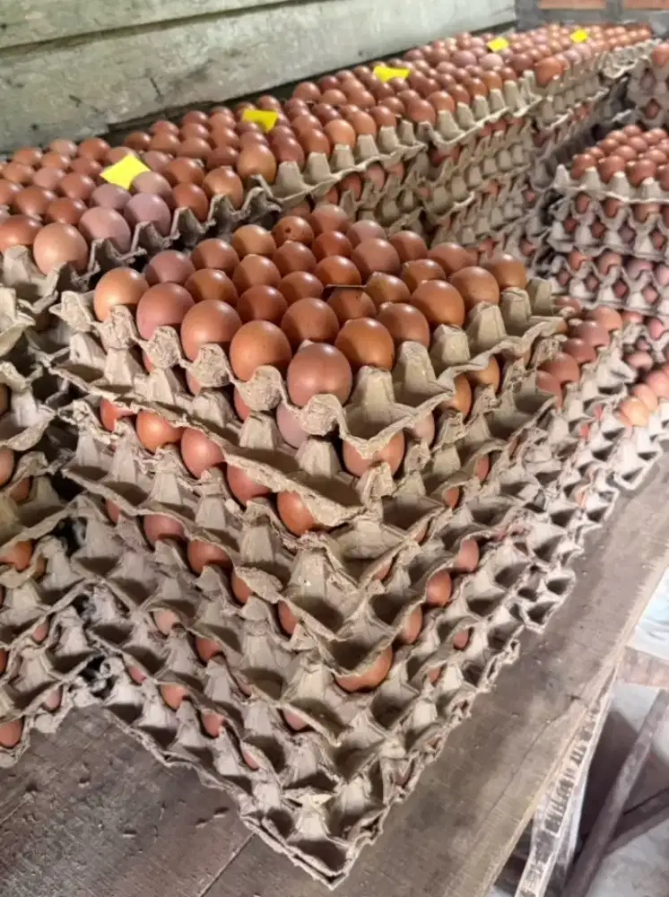Telur Ayam Negeri