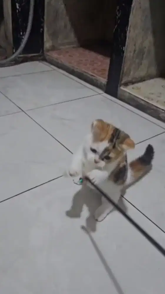 MUNCHKIN BSH BETINA