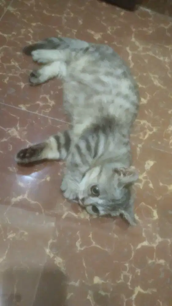 Munchkin BSH betina