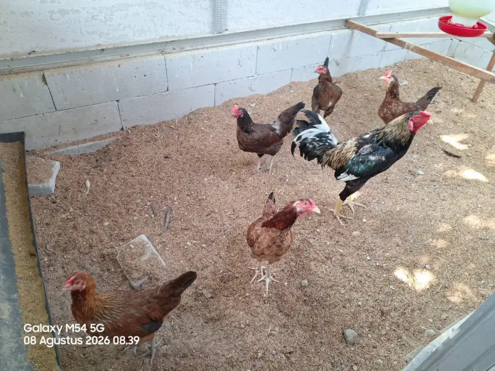 Indukan Ayam KUB 2 Janaka, KVG Farm