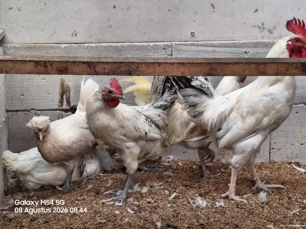 Ayam Arab KVG Farm Bogor