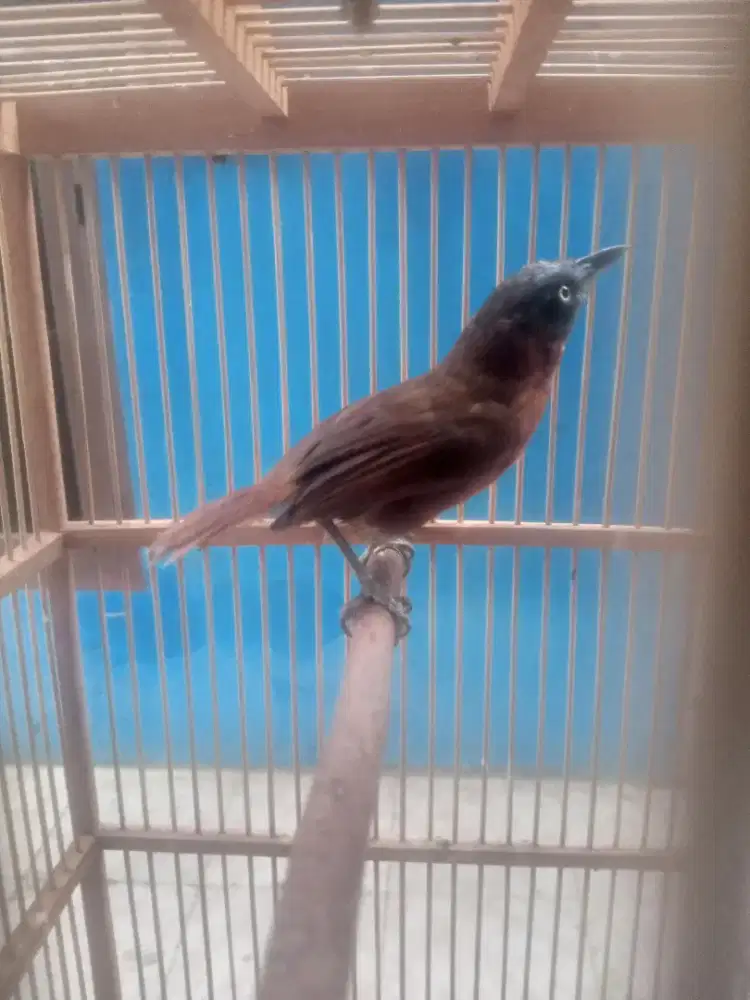 Burung Tepus Kepala Abu Jantan