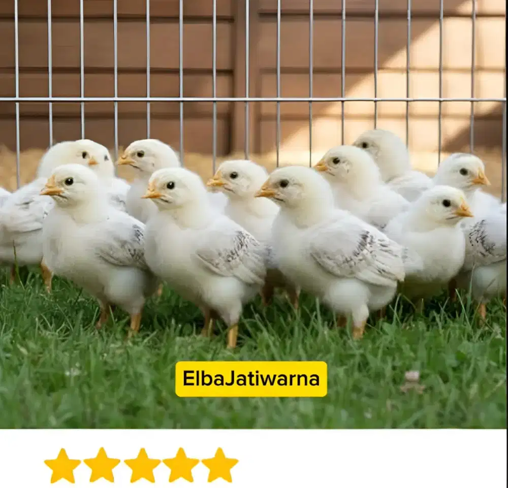 Doc ayam elba, kuntara 4, kub