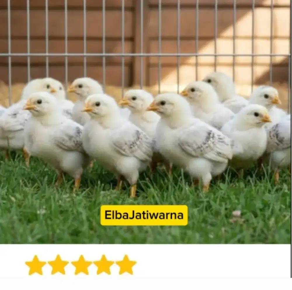 Doc ayam elba, kuntara 4, kub