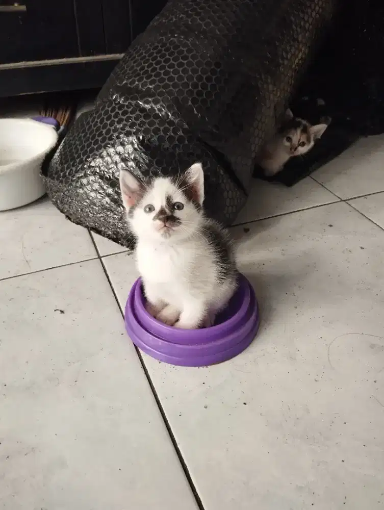 GRATIS Kucing campuran 4 anak 1 emaknya