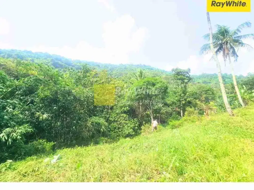 Tanah Kebun cCocok unruk Pemukiman