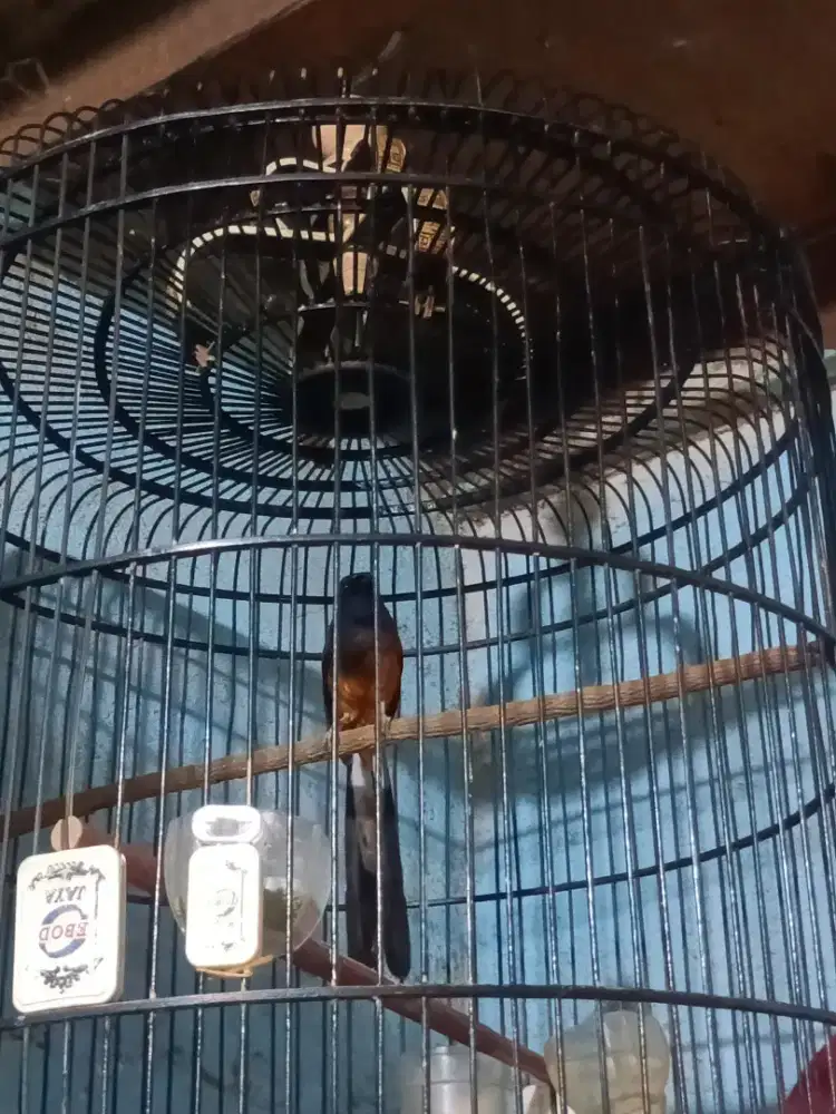 Burung murai batu