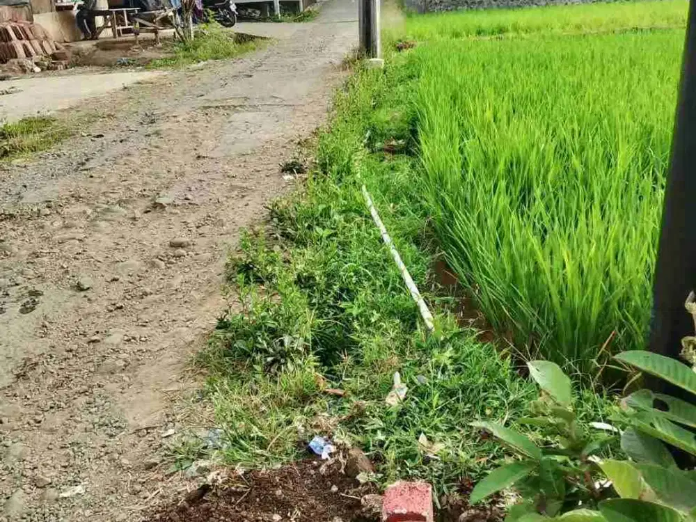di jual tanah berupa sawah