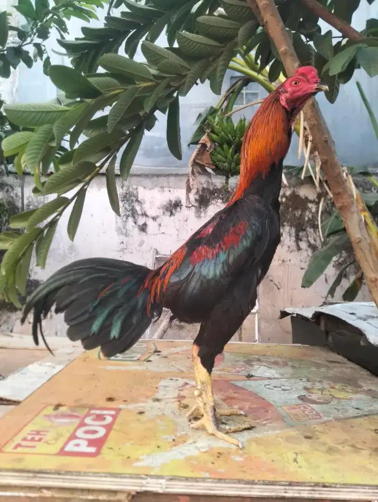 Ayam Bangkok Nom2an
