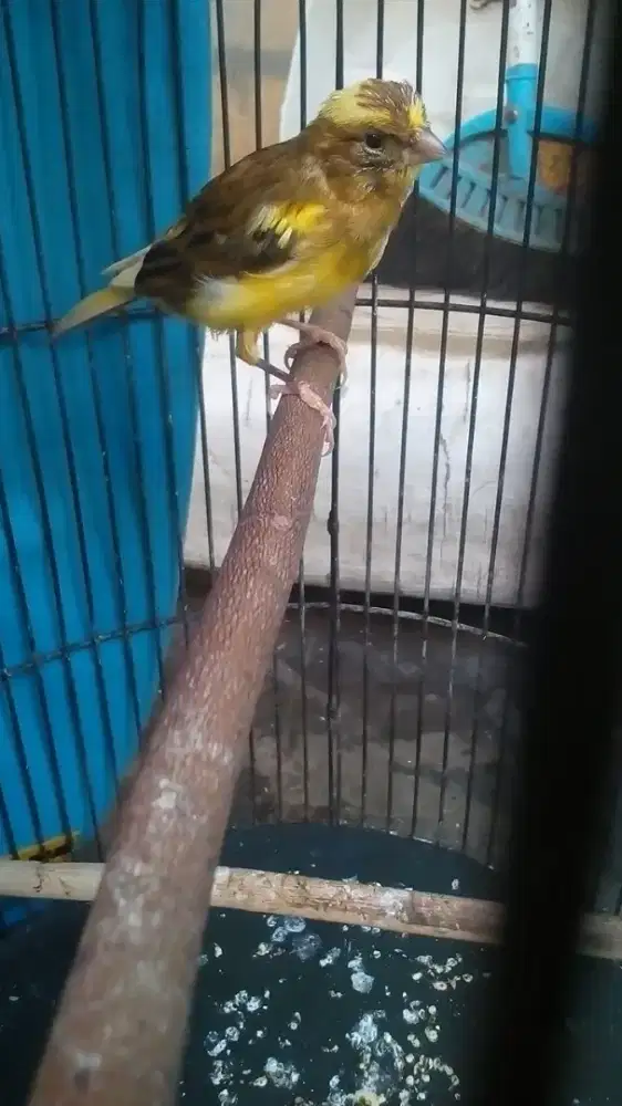 Kenari paud jantan