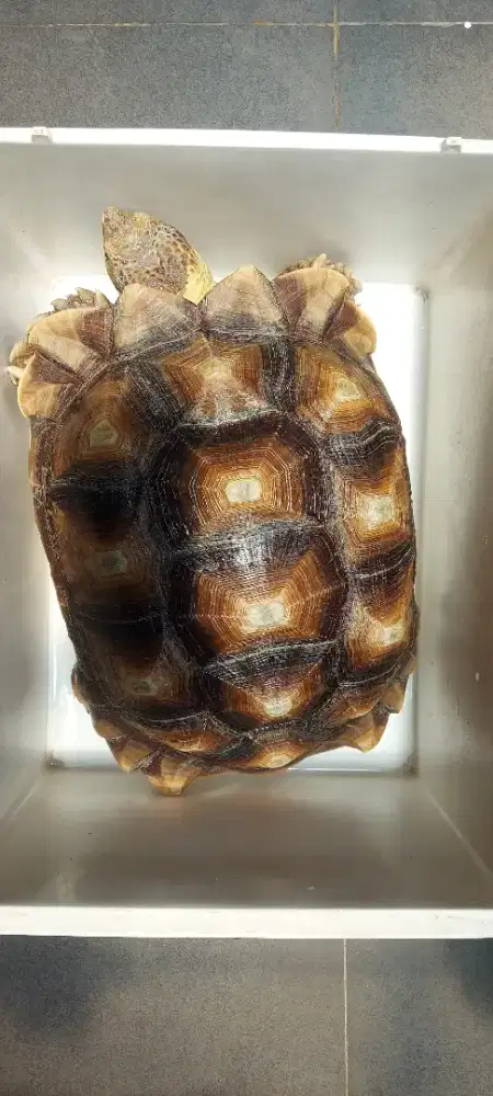 Sulcata open adop