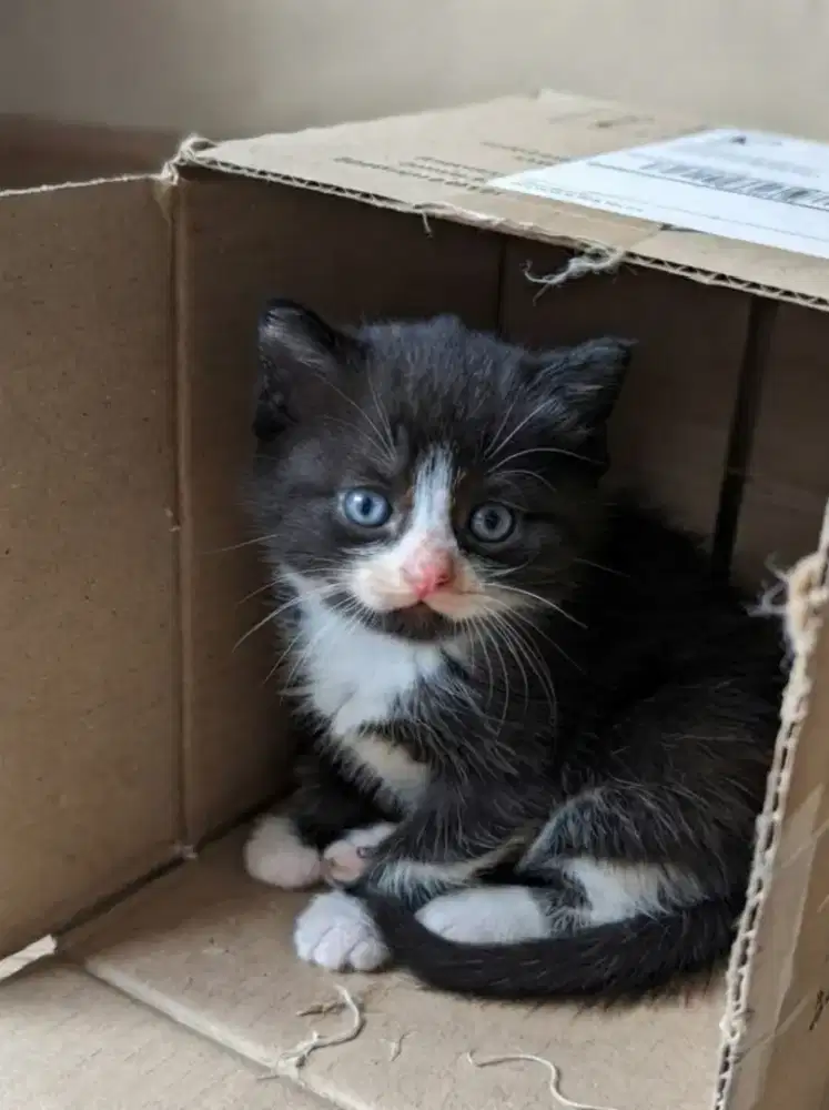 Kitten bsh tuxedo
