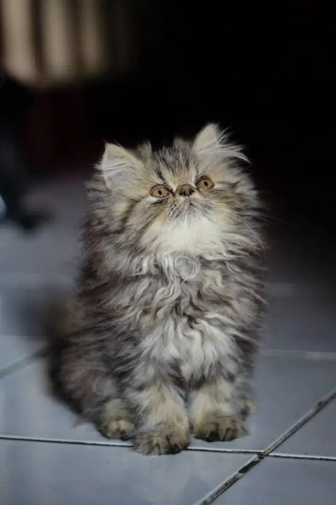 Kitten peaknose