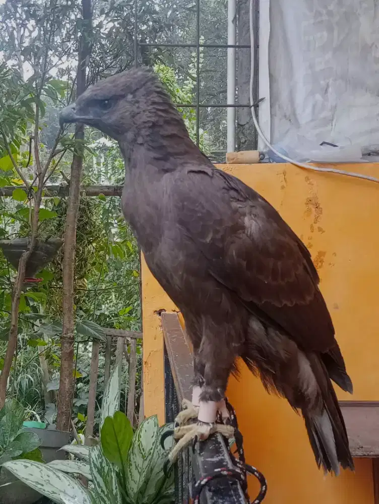 Burung besar bagus  makan lancar jinak tt bt ok