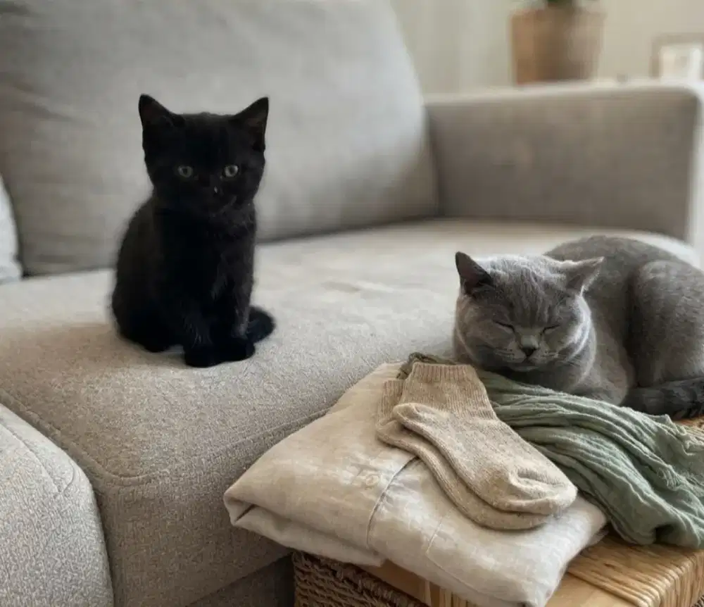 Kitten bsh black