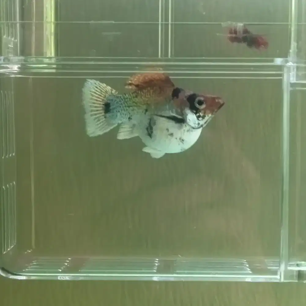 INDUKAN MOLLY RH GEDE 4.5 CM HAMIL