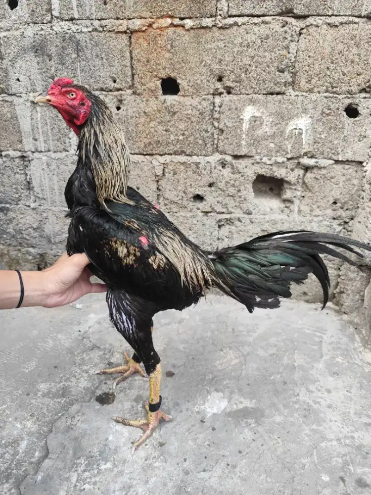 Ayam Bangkok muda