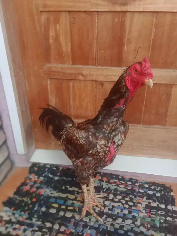 Ayam aseel ORI Pakistan murah kosongkan