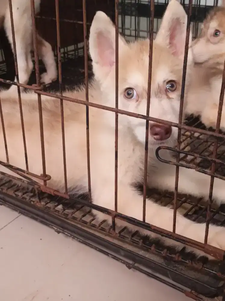 Husky X malamute puppies jantan