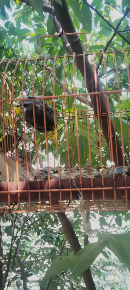Anakan Burung trucukan