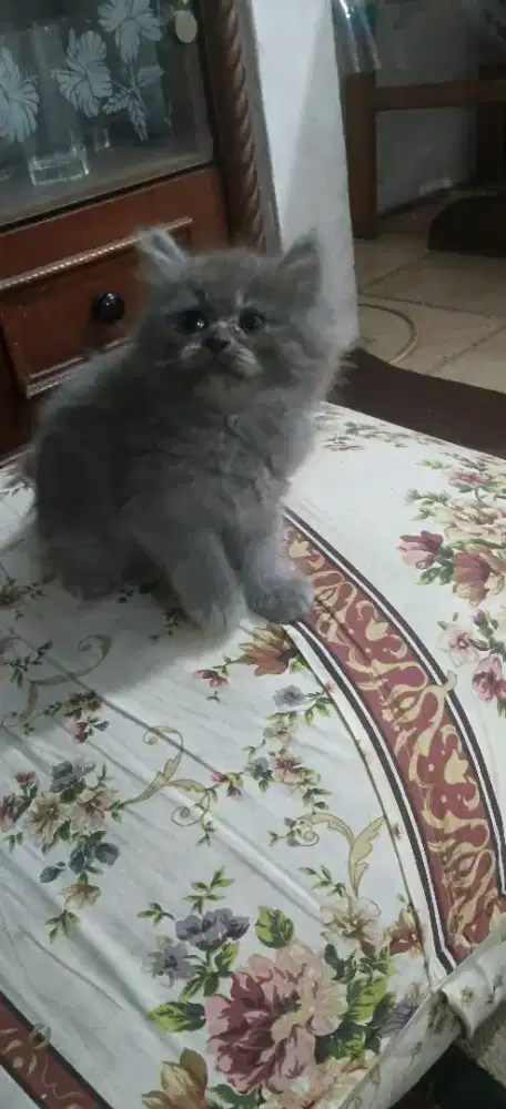 Kitten Persia abu jantan