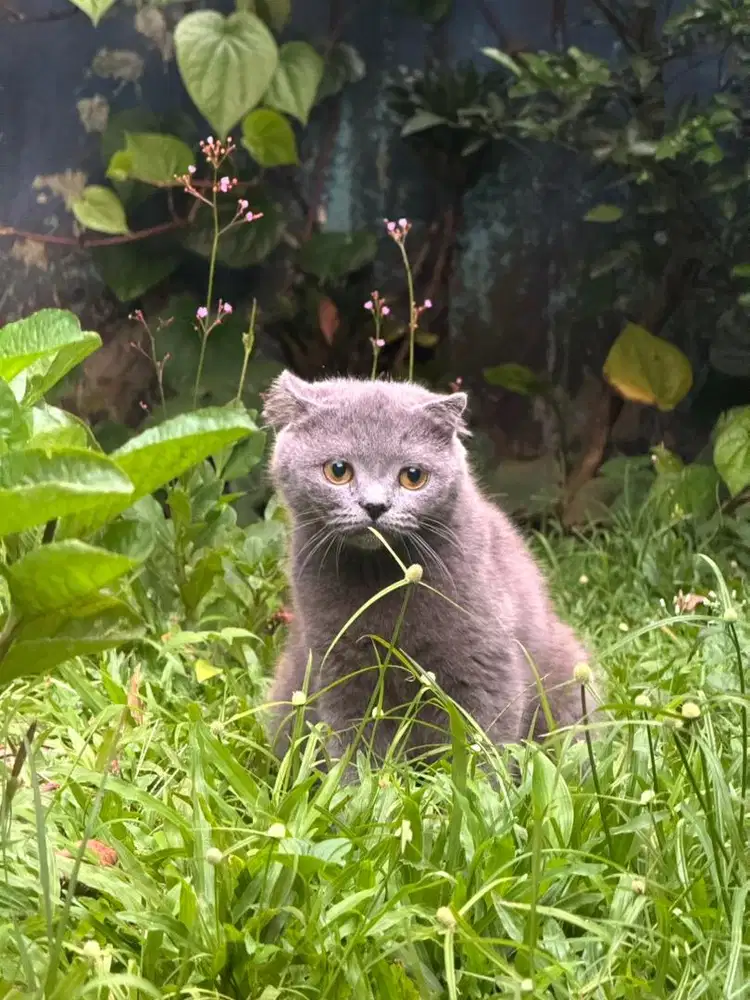 KUCING BSH X SCOTTISH FOLD