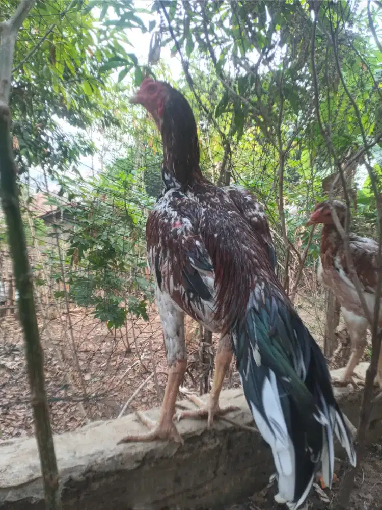 Ayam jago bangkok klasik usia 6 bulanan, cocok buat bibit ternak