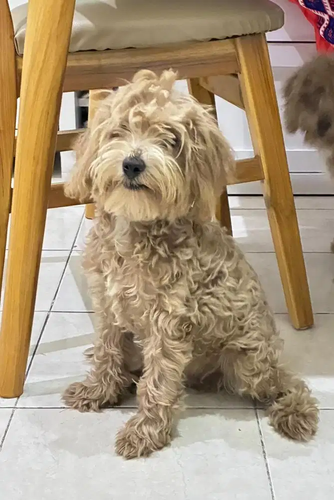 Anak anjing pudel poodle