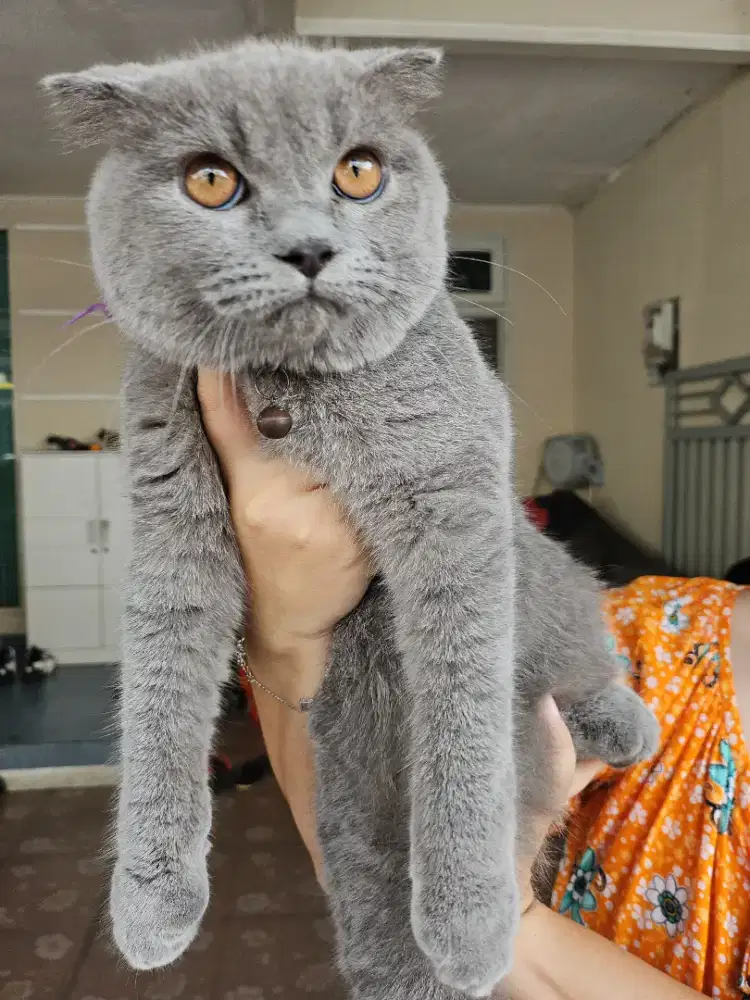 Kucing BSH Jantan