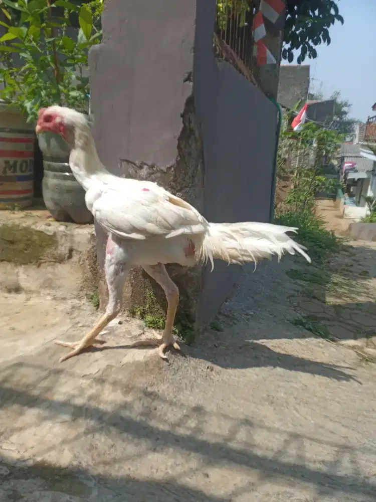 Ayam Bangkok Klasik jago bulu putih, cocok untuk hiasan halaman rumah