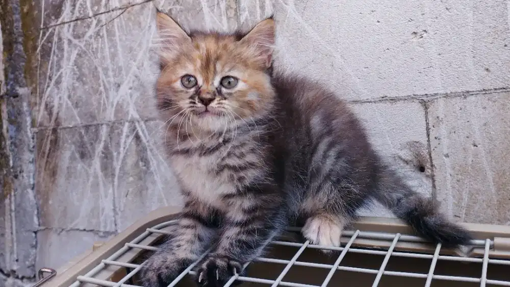Kucing persia kitten