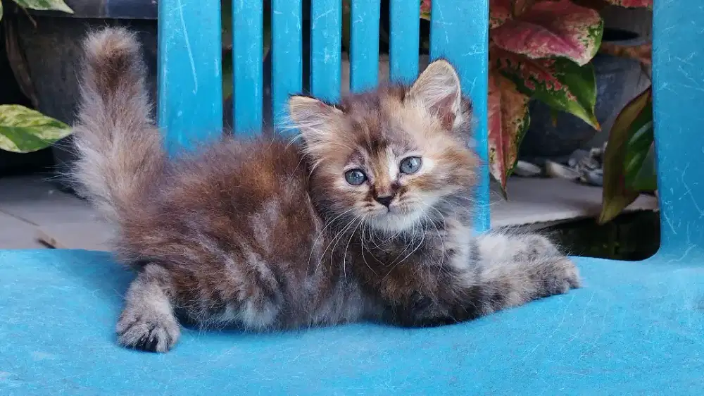 Kucing persia kitten
