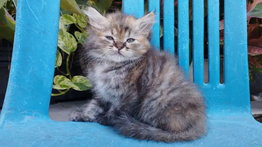 Kucing persia kitten