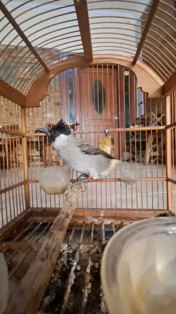Burung Kutilang / Cangkurileung Rawatan Pakai Ring Kaki