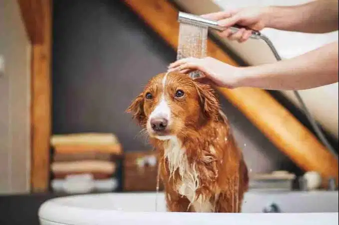 Groomer anjing-Perawat anjing
