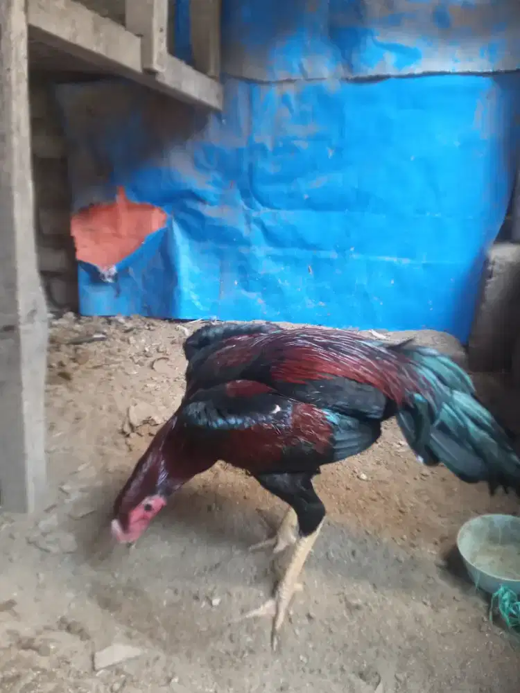 Ayam Jago Bangkok Klasik cocok buat bibit ternak dan hiasan halaman