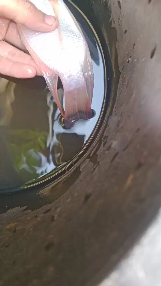 Ikan nila kumpay