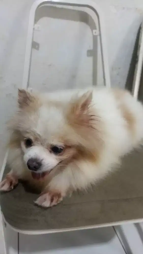 Minipom cantik dan keren