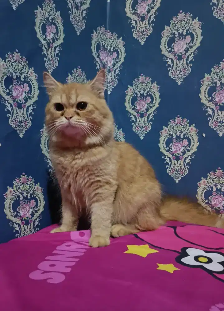 Open adopt Kucing persia