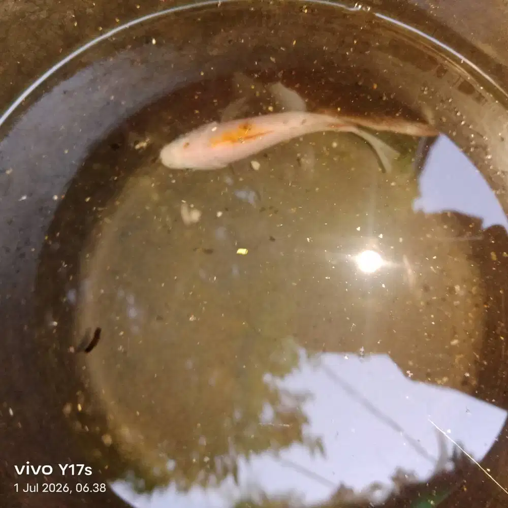 Ikan nila kumpay